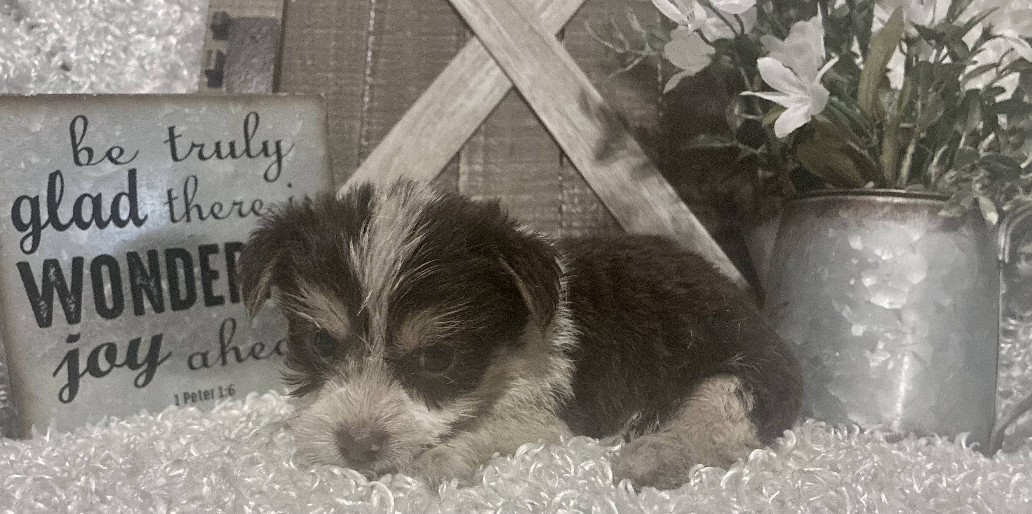 MALE PARTY YORKIE PUPPY!!! - Image 2