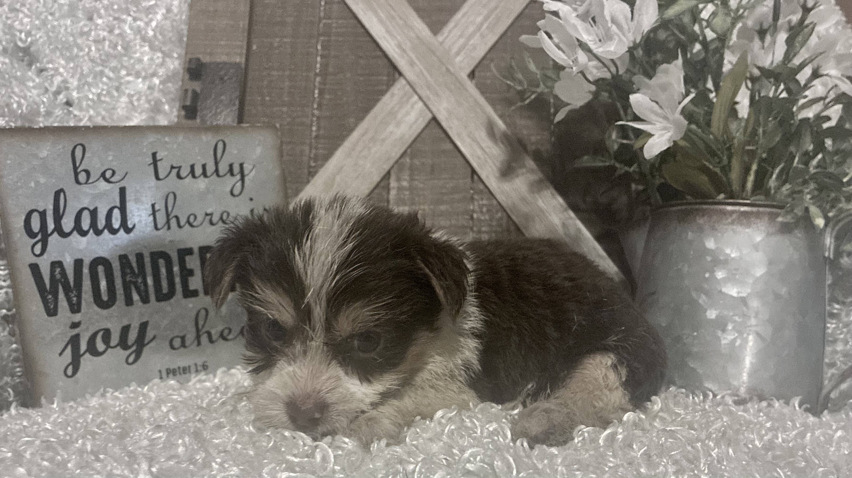 MALE PARTY YORKIE PUPPY!!! - Image 5