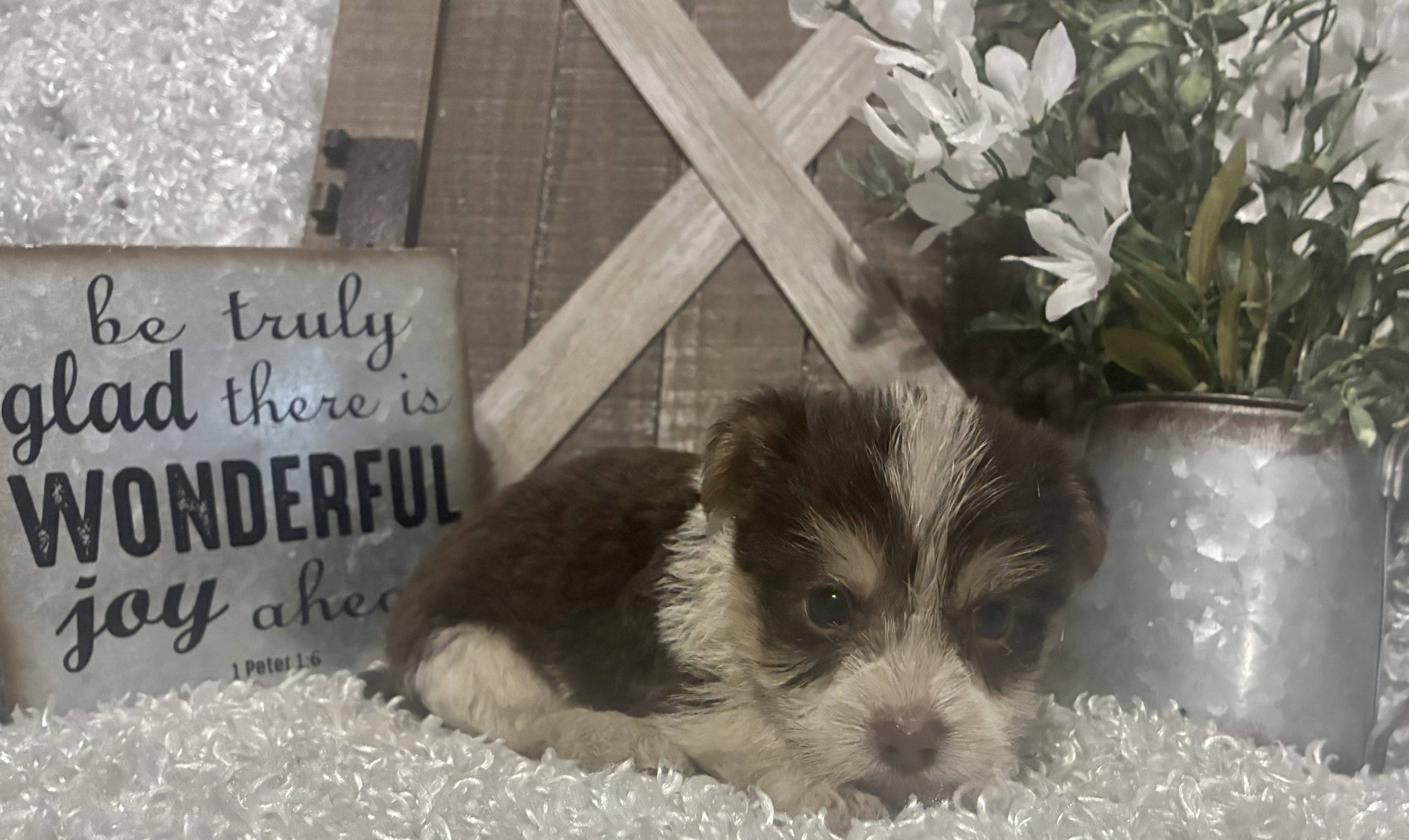 MALE PARTY YORKIE PUPPY!!! - Image 3