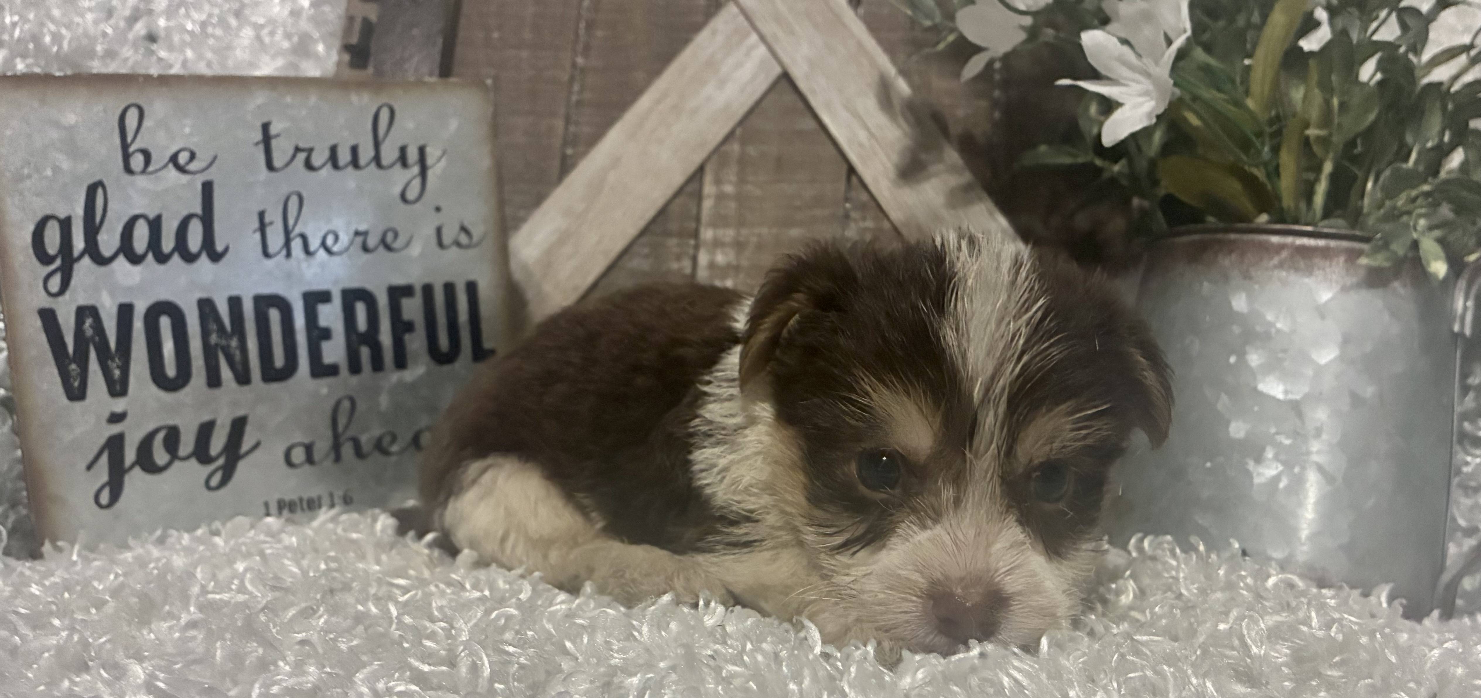 MALE PARTY YORKIE PUPPY!!! - Image 7