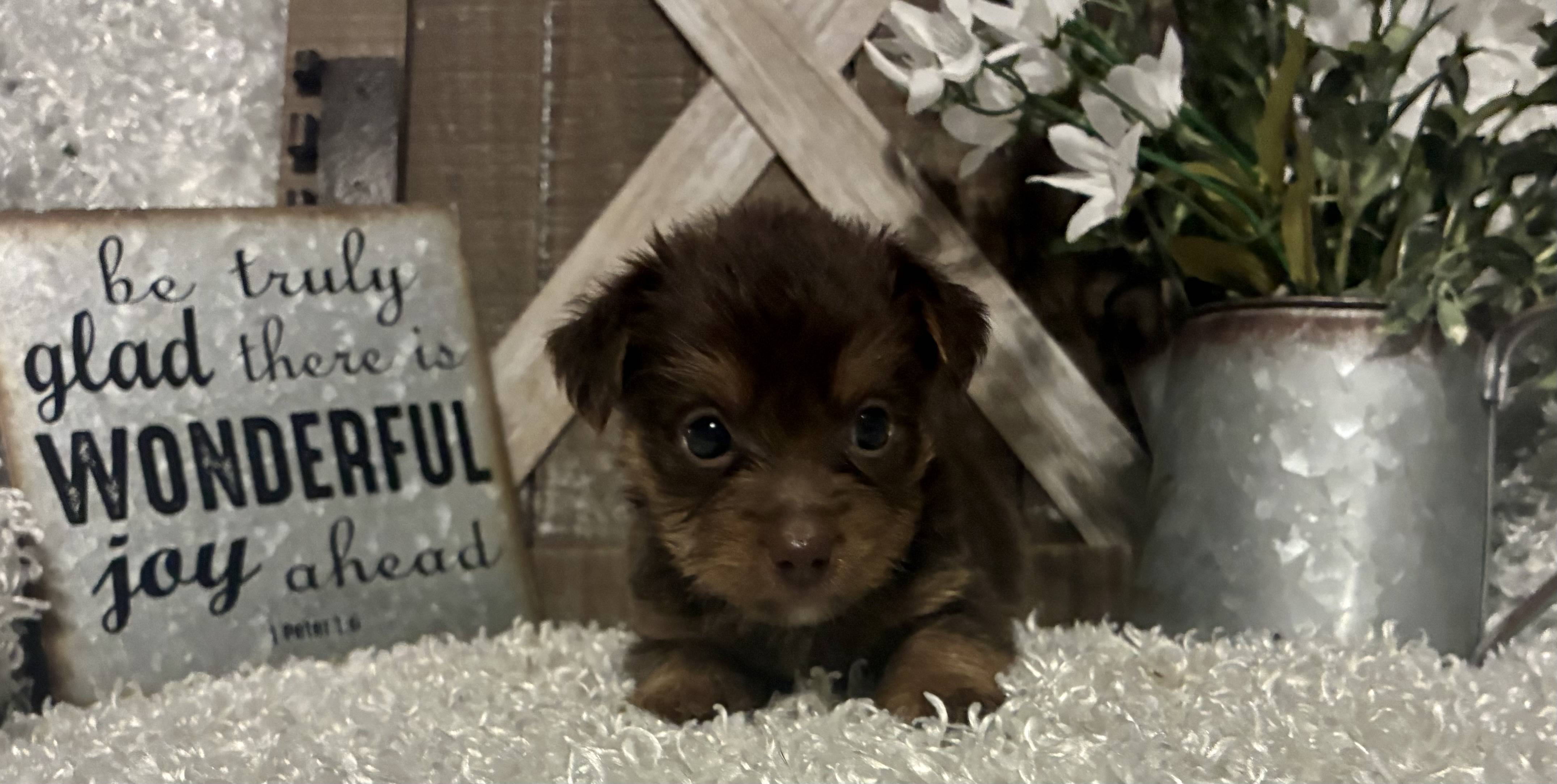 MALE CHOCOLATE PARTY YORKIE!!! - Image 4