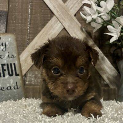 MALE CHOCOLATE PARTY YORKIE!!!