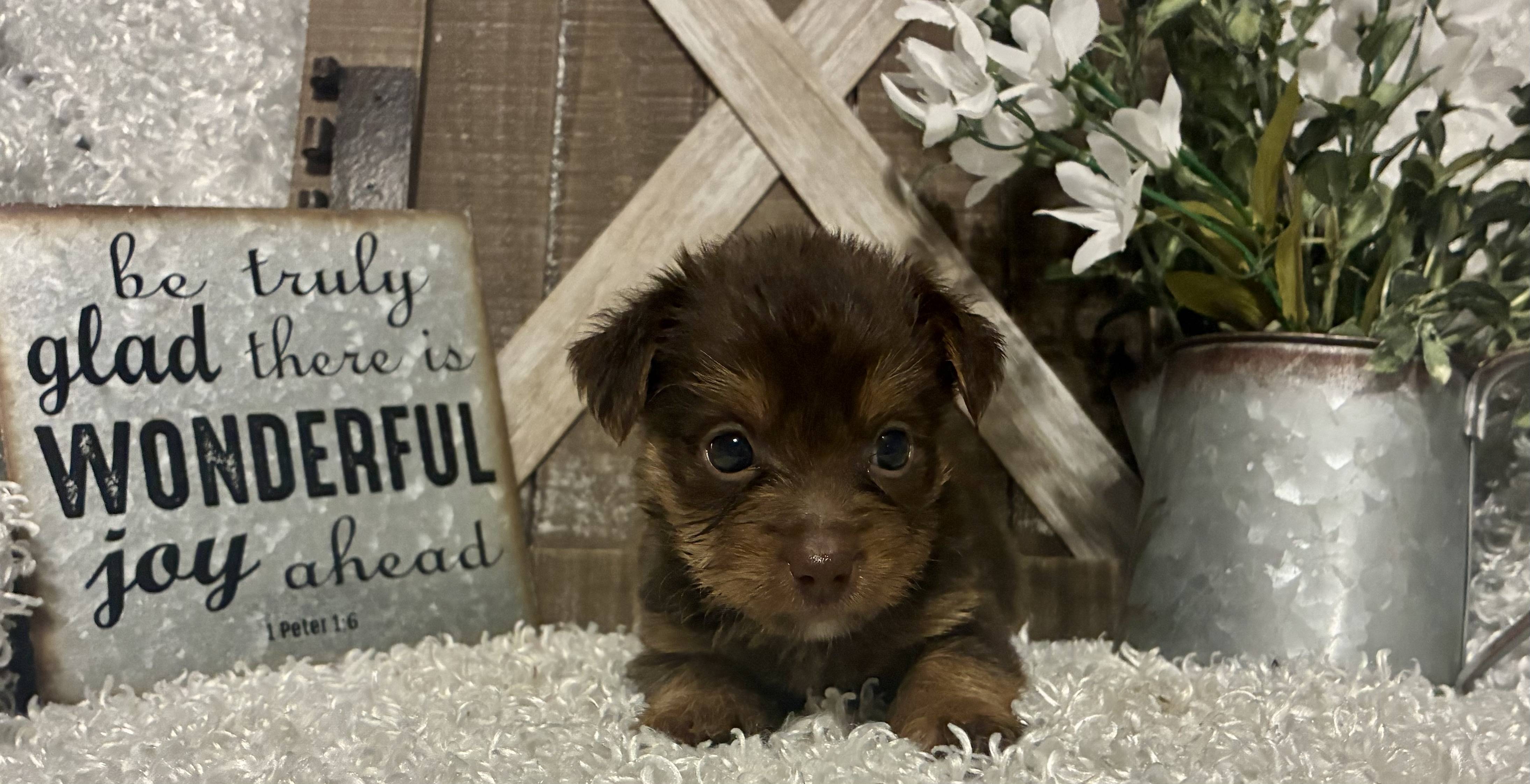 MALE CHOCOLATE PARTY YORKIE!!!