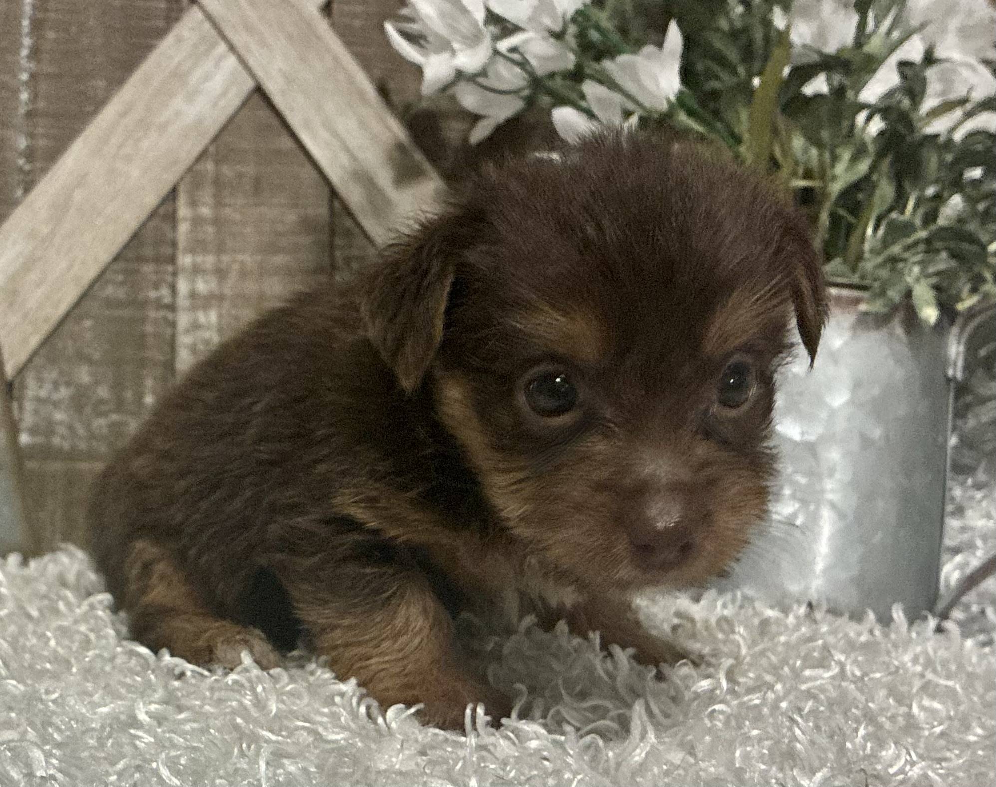 MALE CHOCOLATE PARTY YORKIE!!! - Image 6