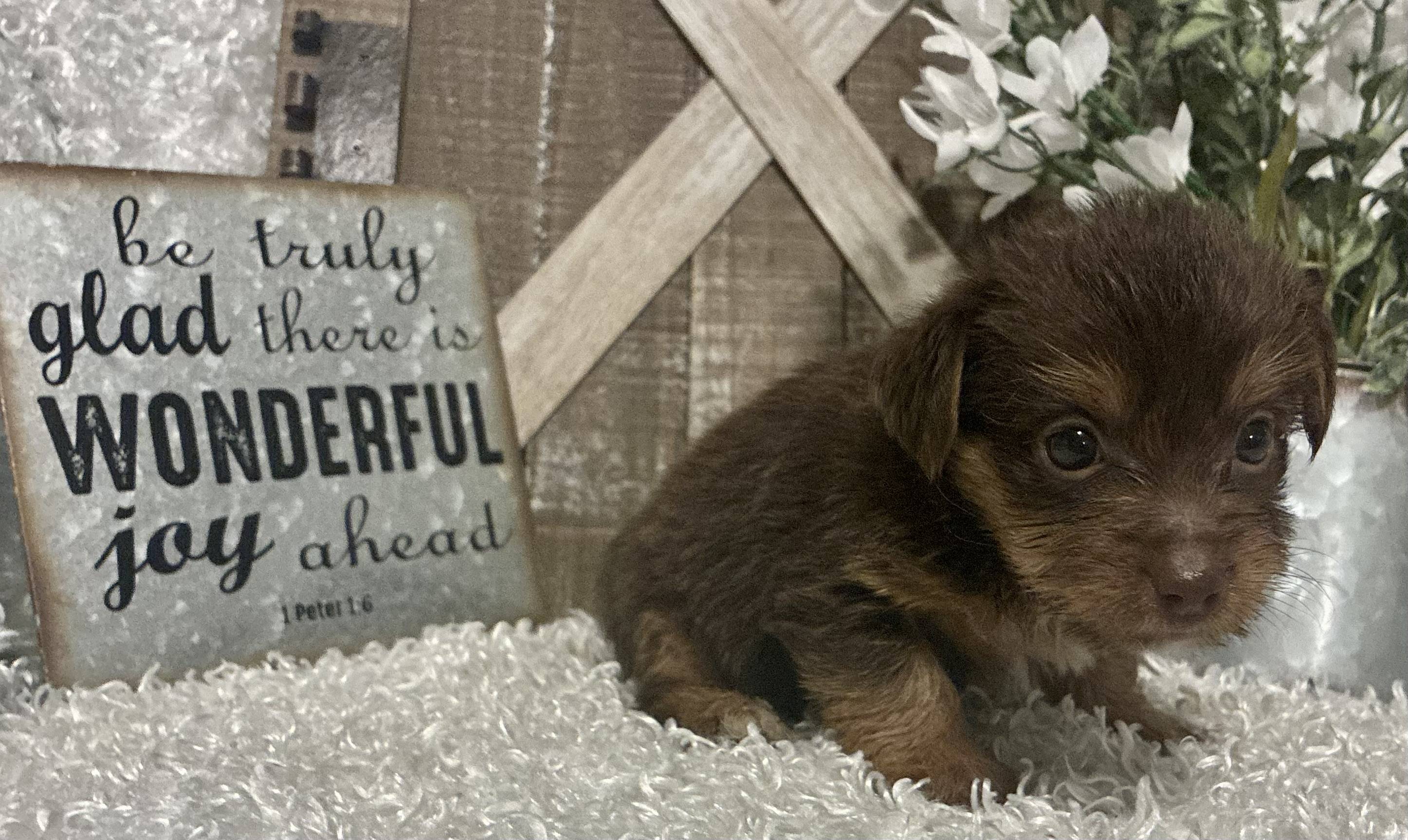 MALE CHOCOLATE PARTY YORKIE!!! - Image 3