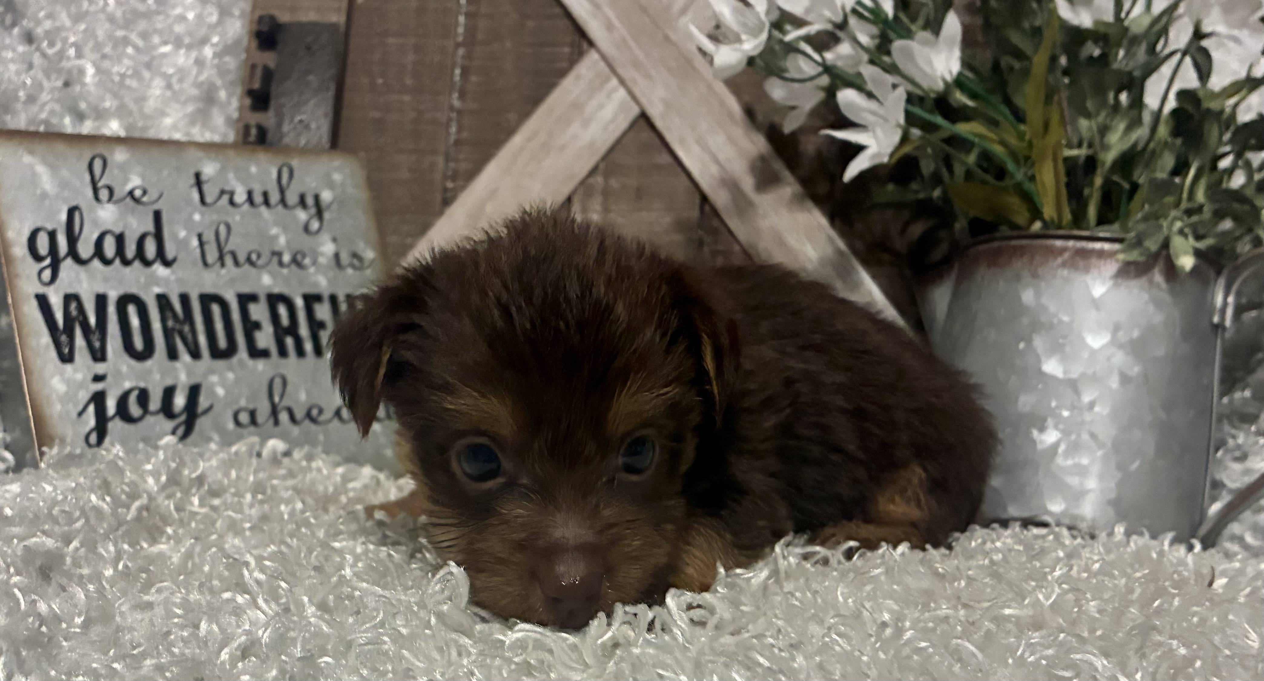 MALE CHOCOLATE PARTY YORKIE!!! - Image 7