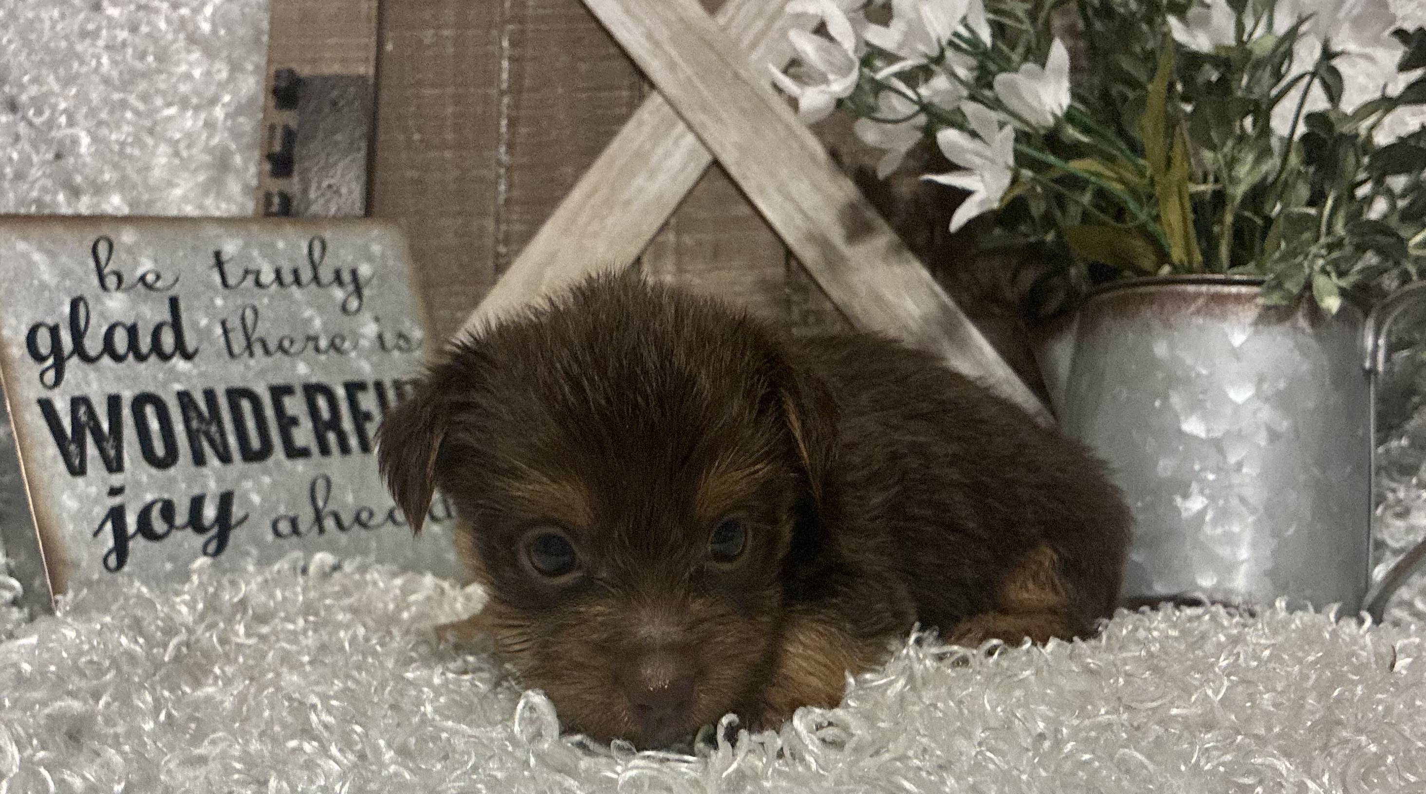 MALE CHOCOLATE PARTY YORKIE!!! - Image 2