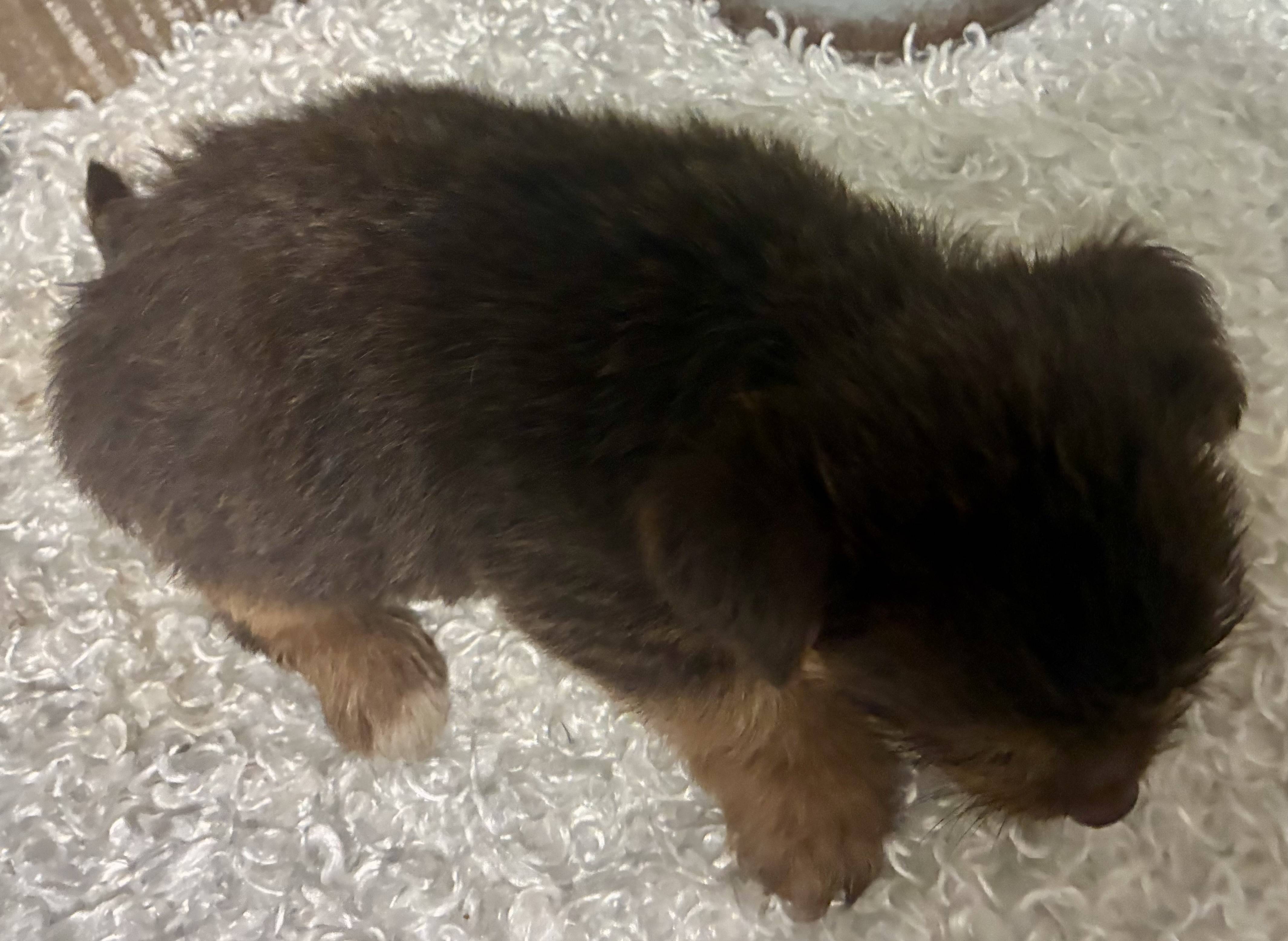 MALE CHOCOLATE PARTY YORKIE!!! - Image 8