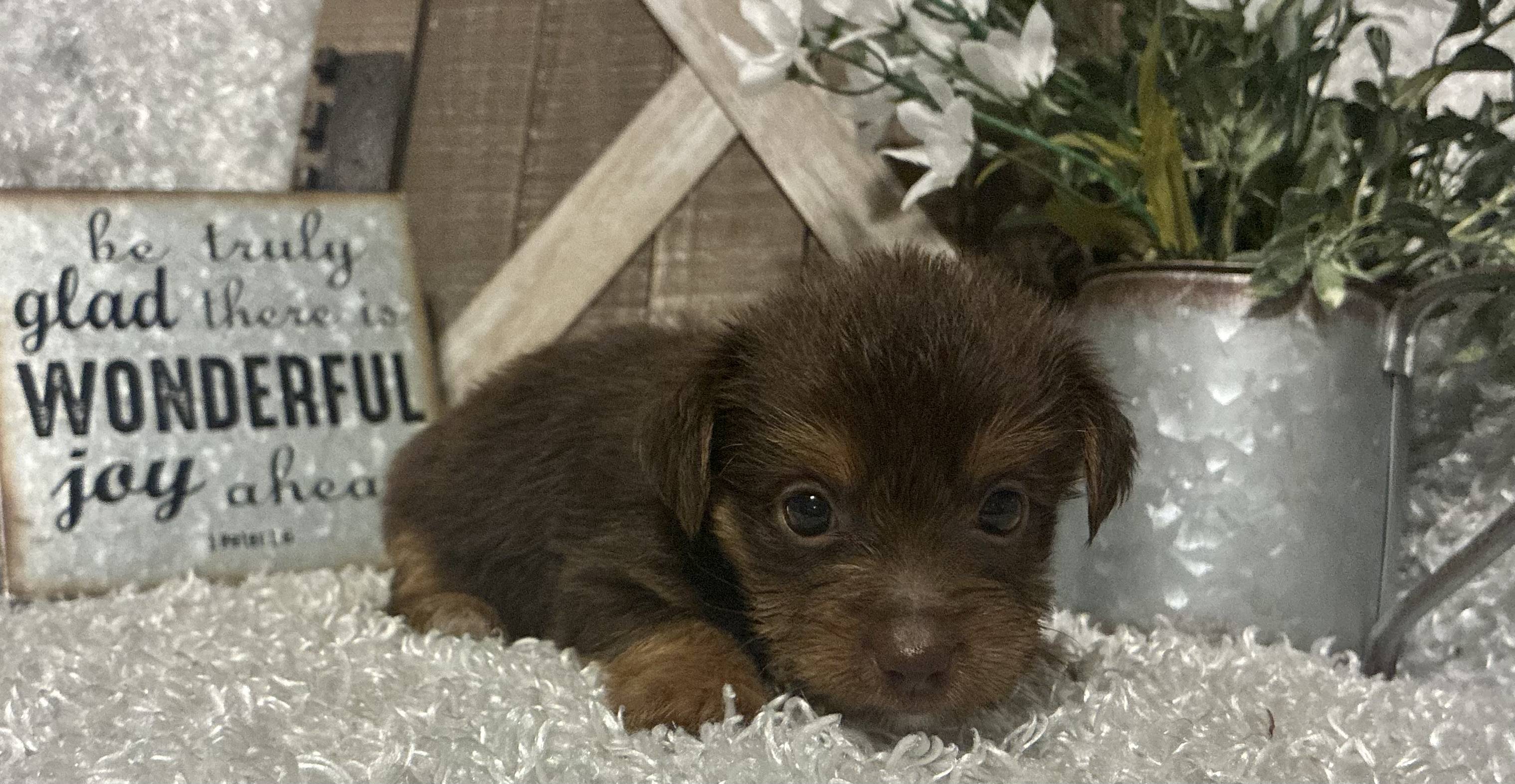MALE CHOCOLATE PARTY YORKIE!!! - Image 5