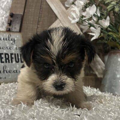 MALE PARTY YORKIE PUPPY!!!
